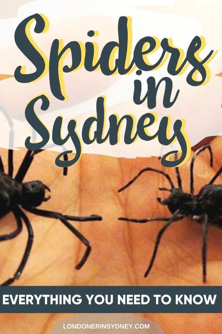 spiders-in-sydney - Londoner In Sydney