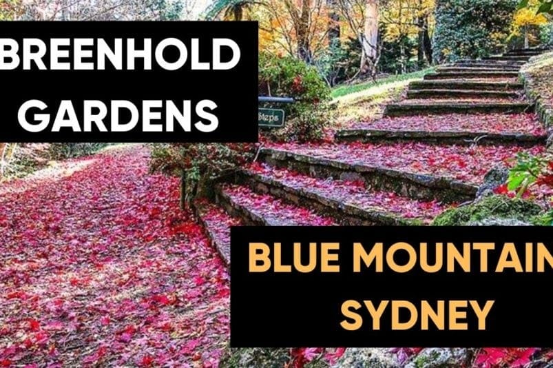 breenhold-gardens-blue-mountains