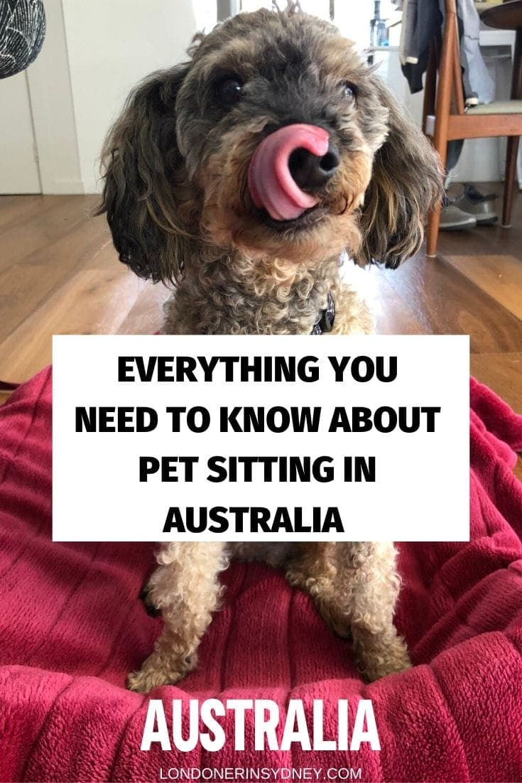 house-sitting-australia-1 - Londoner In Sydney house-sitting-australia