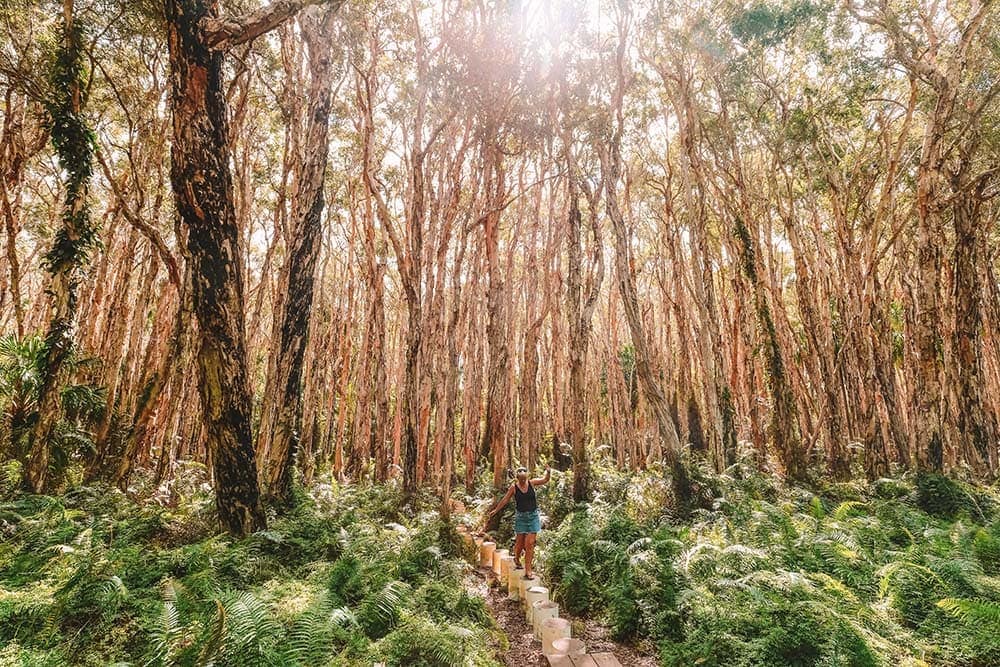 paperbark-forest-agnes-water - Londoner In Sydney paperbark-forest-agnes-water