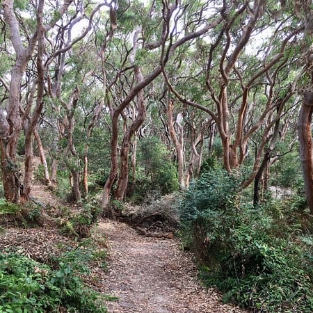 henry-head-walking-track-bondi-walks-1 - Londoner In Sydney