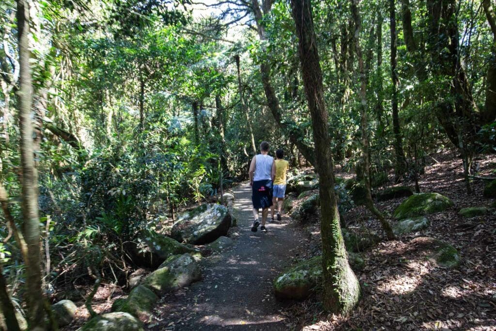 best-of-all-lookout-springbrook-national-park