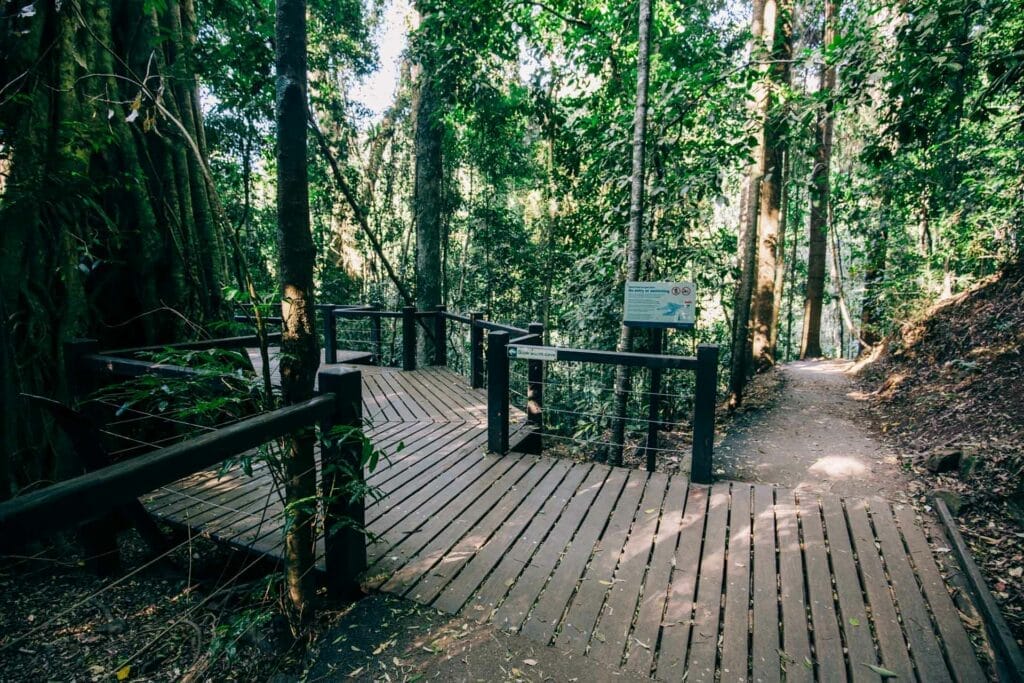 natural-bridge-springbrook-national-park-16