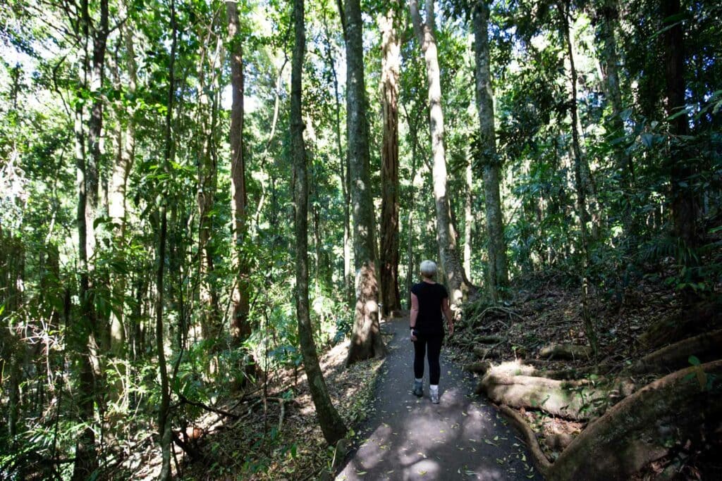 natural-bridge-springbrook-national-park-6