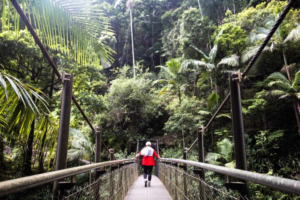 purling-brook-falls-springbrook-national-park-14