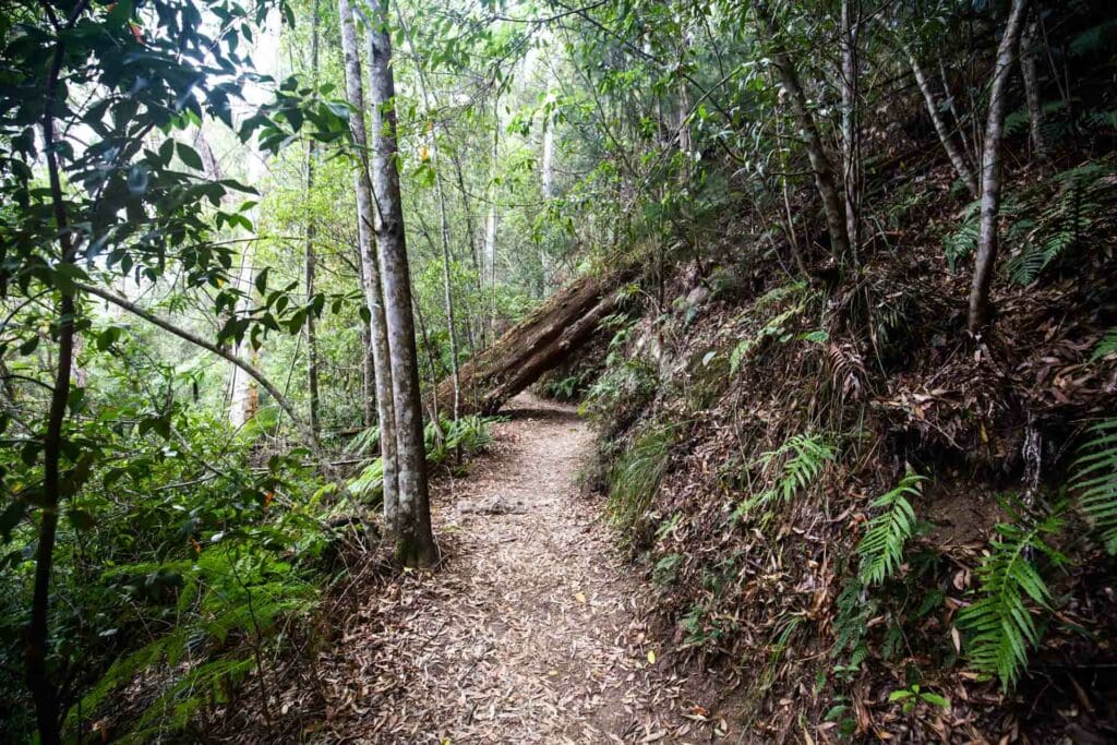 purling-brook-falls-springbrook-national-park-23