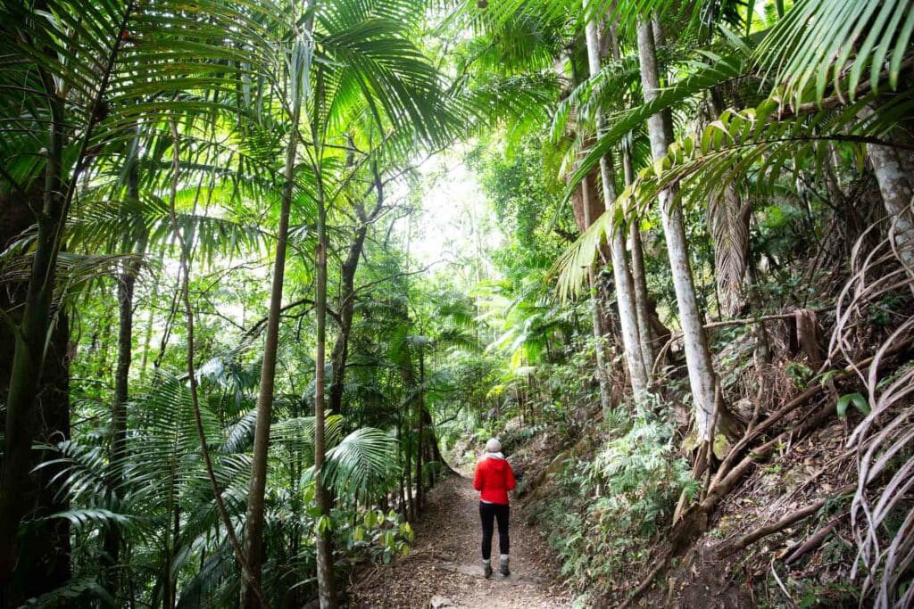 purling-brook-falls-springbrook-national-park-7