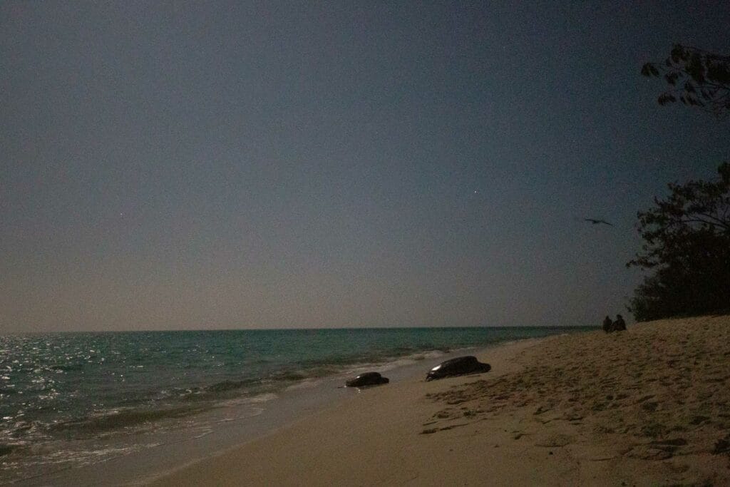 heron-island-great-barrier-reef-25