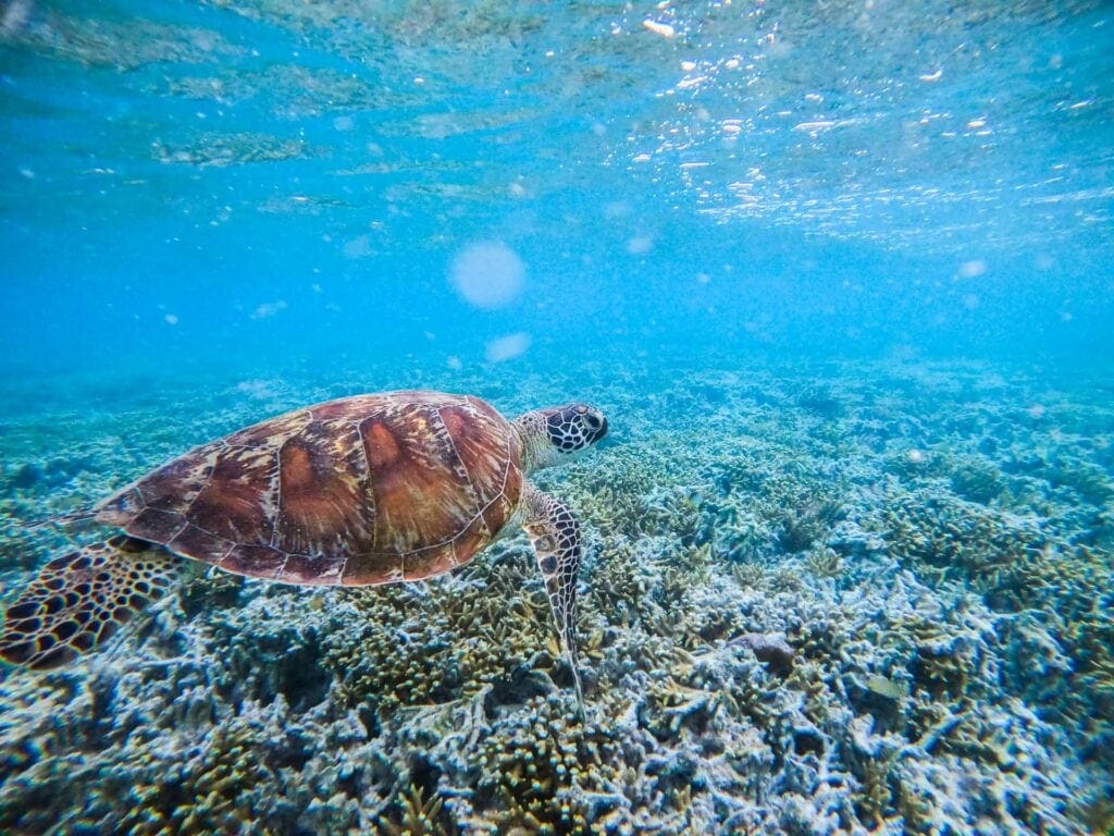 heron-island-great-barrier-reef-4 - Londoner In Sydney heron-island-great-barrier-reef-4