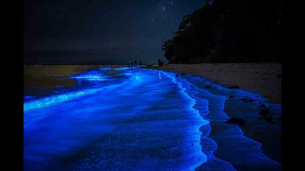 bioluminescence-jervis-bay - Londoner In Sydney bioluminescence-jervis-bay