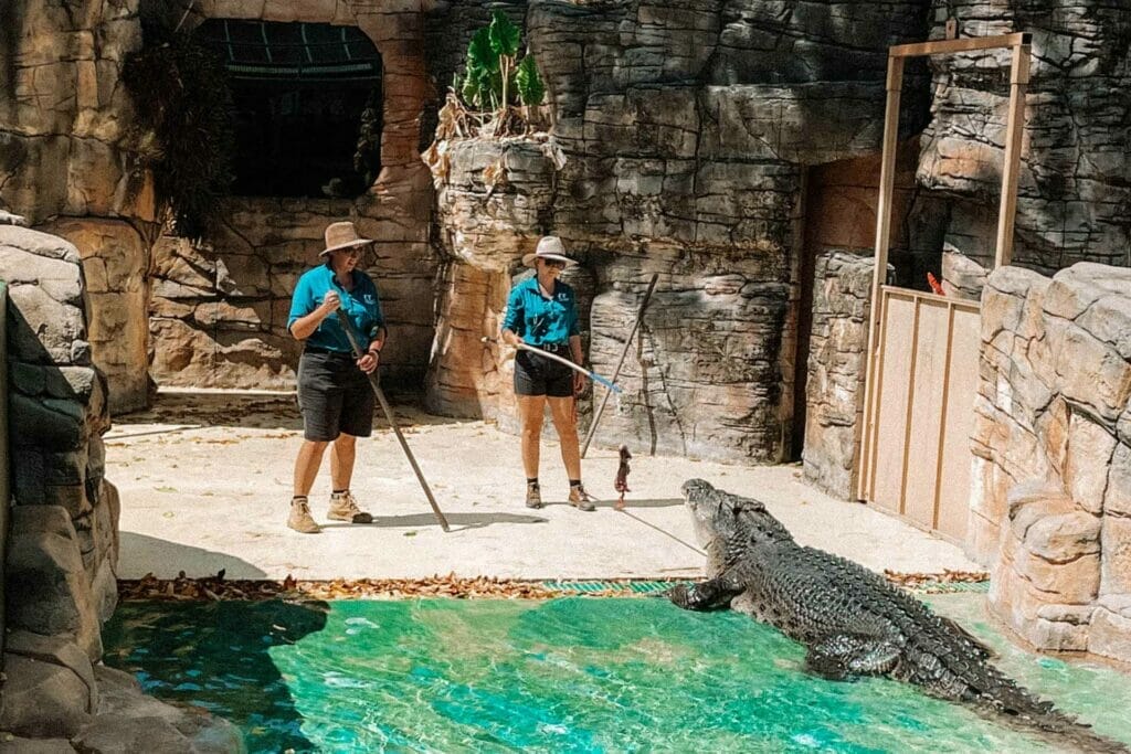 crocosaurus-cove-darwin - Londoner In Sydney things-to-do-in-darwin-crocs