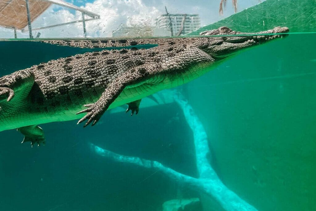 crocosaurus-cove-darwin - Londoner In Sydney crocosaurus-cove-darwin