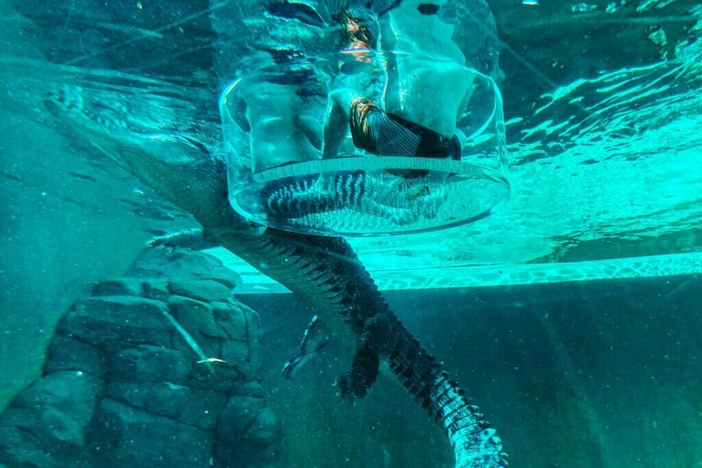 crocosaurus-cove-darwin - Londoner In Sydney crocosaurus-cove-darwin