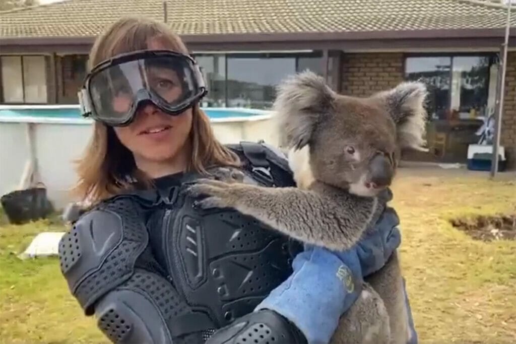 things-to-know-before-moving-to-australia-drop-bear - Londoner In Sydney things-to-know-before-moving-to-australia-drop-bear