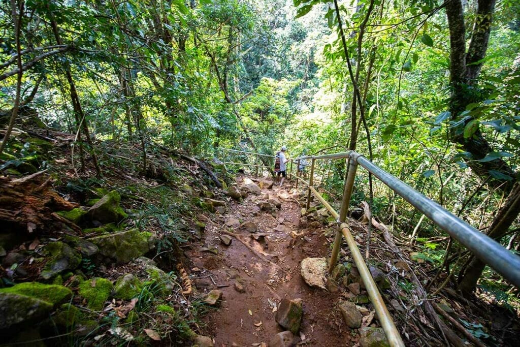 bushwalk-track-killen-falls