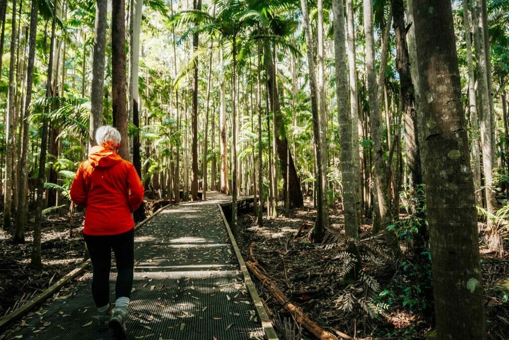 piccabeen-circuit-d-aguilar-national-park