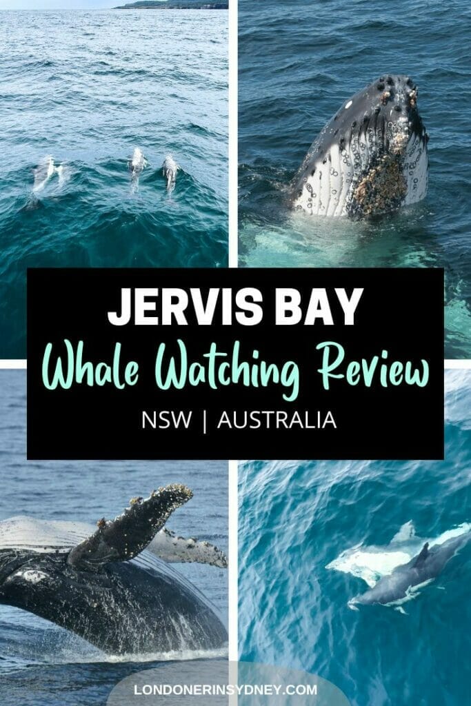 whale-watching-in-jervis-bay - Londoner In Sydney whale-watching-in-jervis-bay