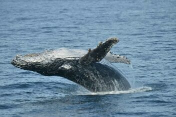 whale-watching-in-jervis-bay