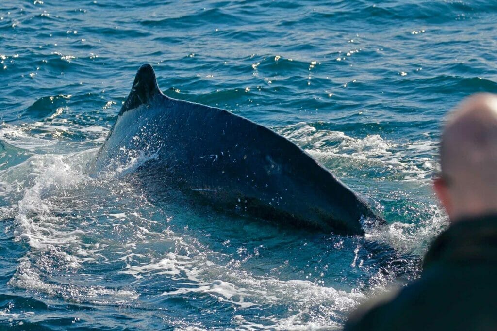 whale-watching-in-jervis-bay - Londoner In Sydney whale-watching-in-jervis-bay