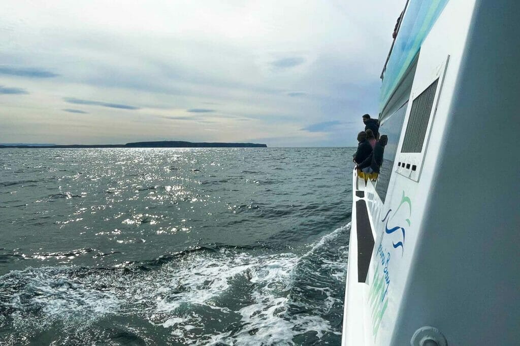 whale-watching-in-jervis-bay - Londoner In Sydney whale-watching-in-jervis-bay
