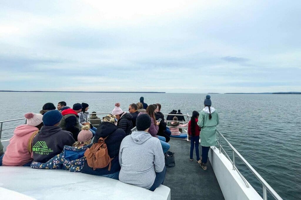 whale-watching-in-jervis-bay