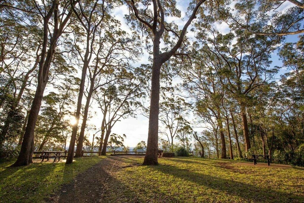 knoll-lookout-tamborine-mountain