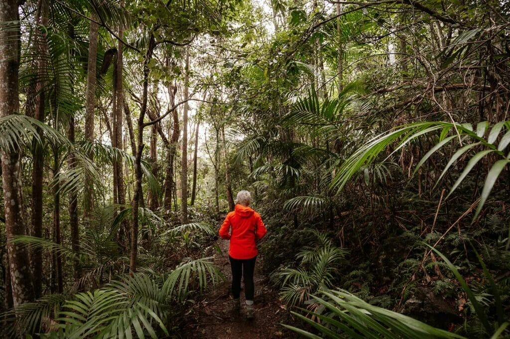 witches-falls-walking-track-tamborine-mountain