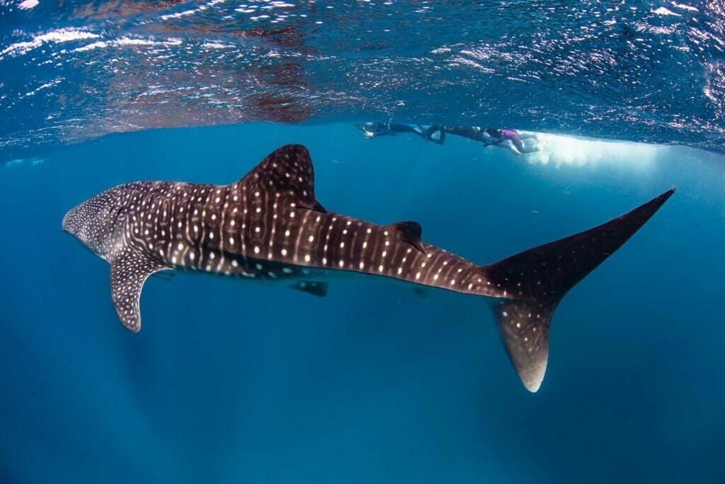 swimming-with-whale-sharks-ningaloo-reef - Londoner In Sydney swimming-with-whale-sharks-ningaloo-reef
