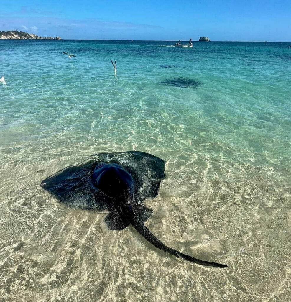 hamelin-bay-western-australia