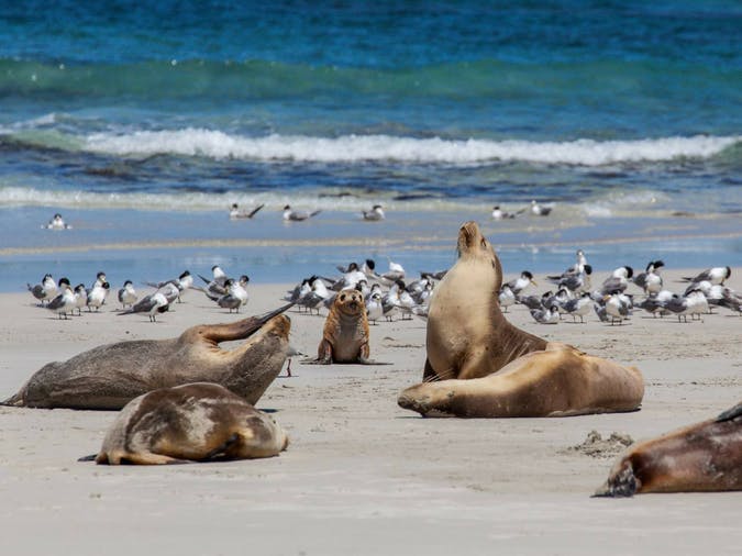 seal-bay-kangaroo-island