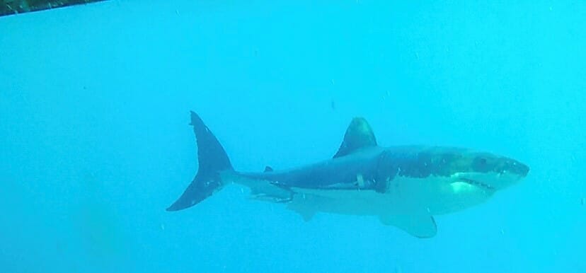 shark-cage-diving-south-australia