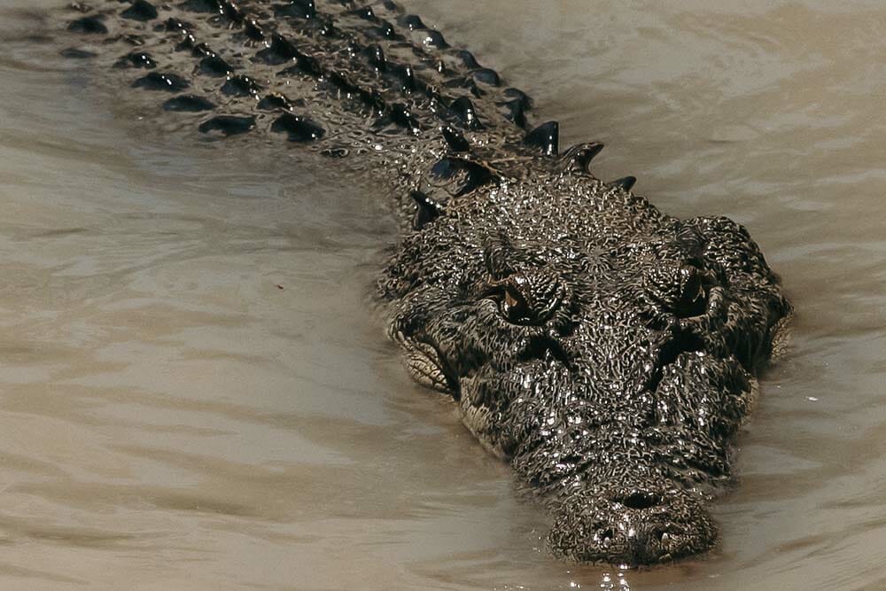 kakadu-national-park-food