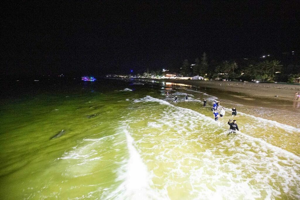 wild-dolphin-feeding-moreton-island