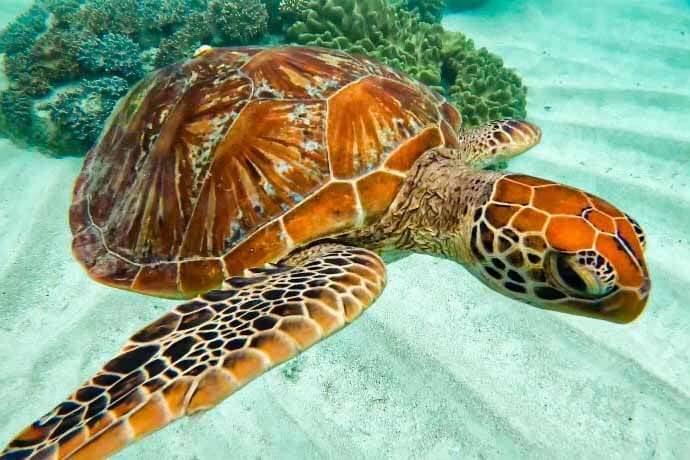 cape-tribulation-snorkelling