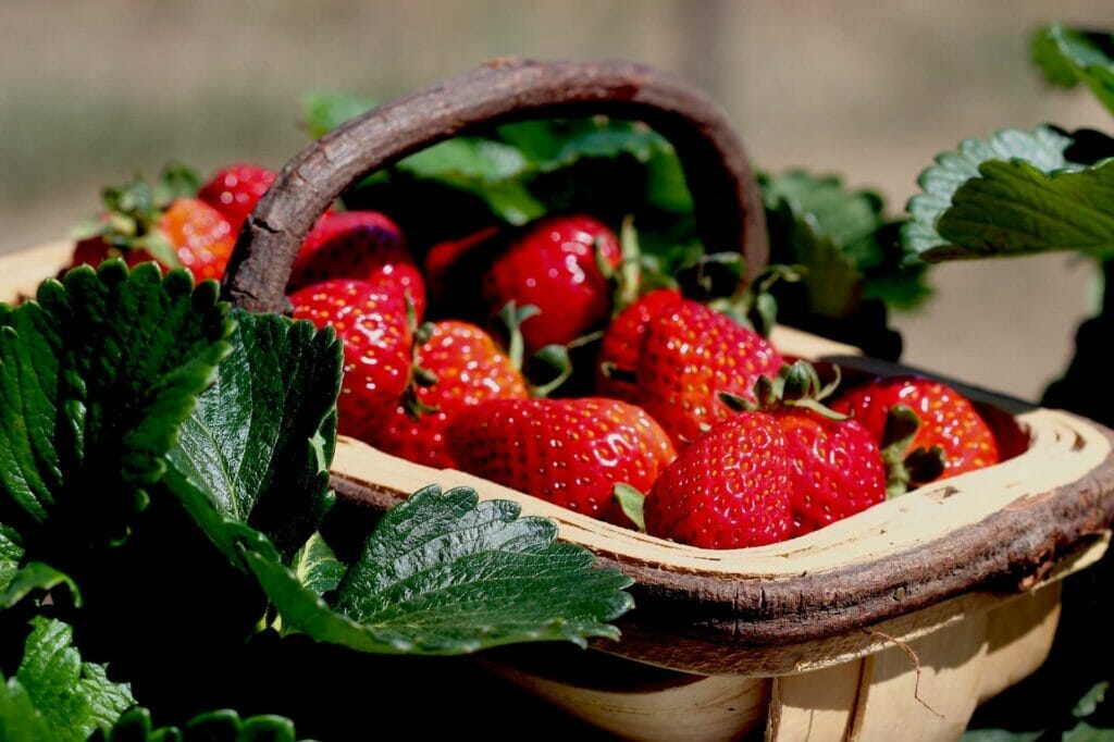 bidgee-strawberries