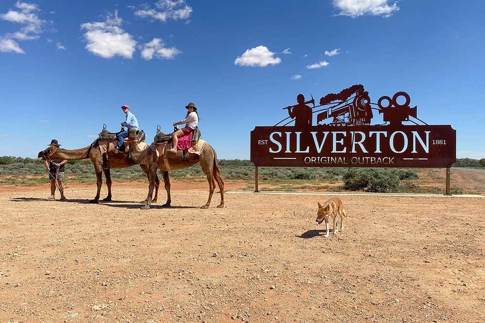 Outback-Camels-silverton - Londoner In Sydney Outback-Camels-silverton
