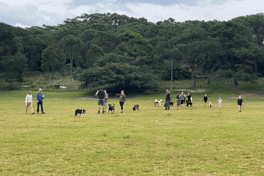 centennial-park-dog-park-in-sydney