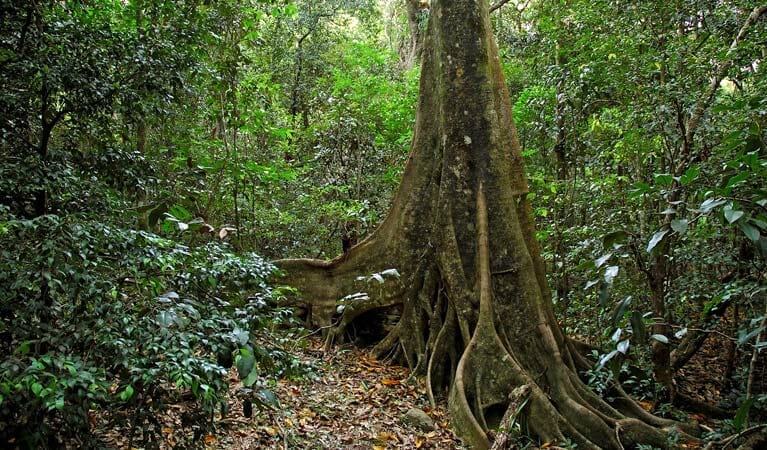 iluka-rainforest-walk-yamba - Londoner In Sydney iluka-rainforest-walk-yamba