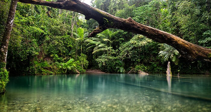 daintree-rainforest-tour - Londoner In Sydney daintree-rainforest-tour