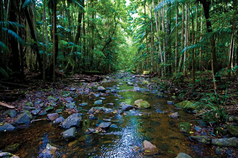 Gordon Park Rainforest walk