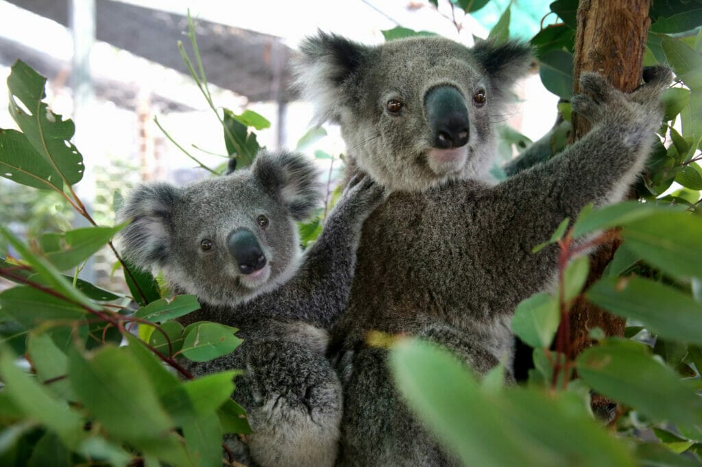 Port-Macquarie-Koala-Hospital