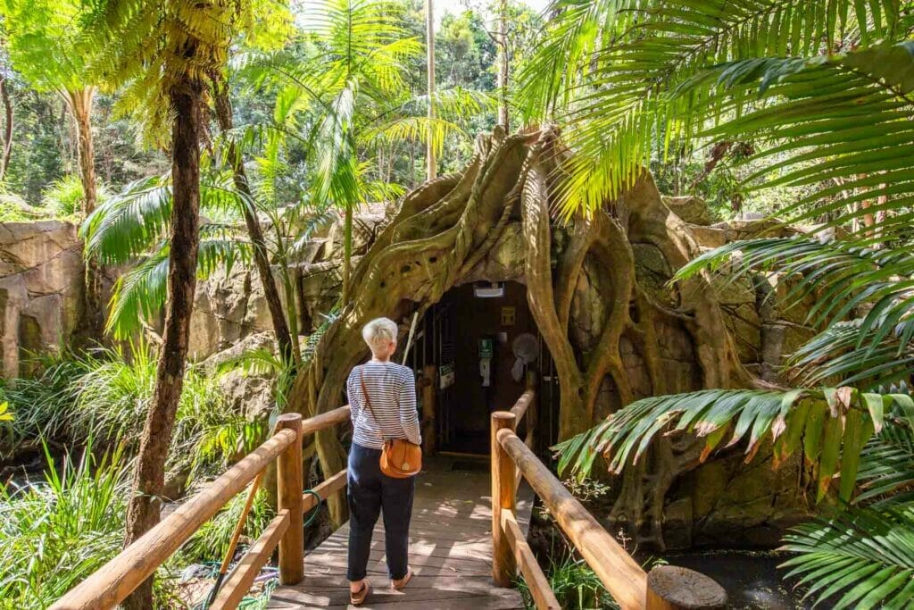 glow-worms-cave-tamborine-mountain