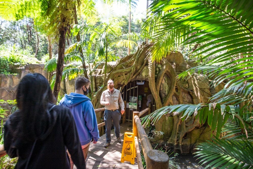 glow-worm-caves-tamborine-mountain - Londoner In Sydney
