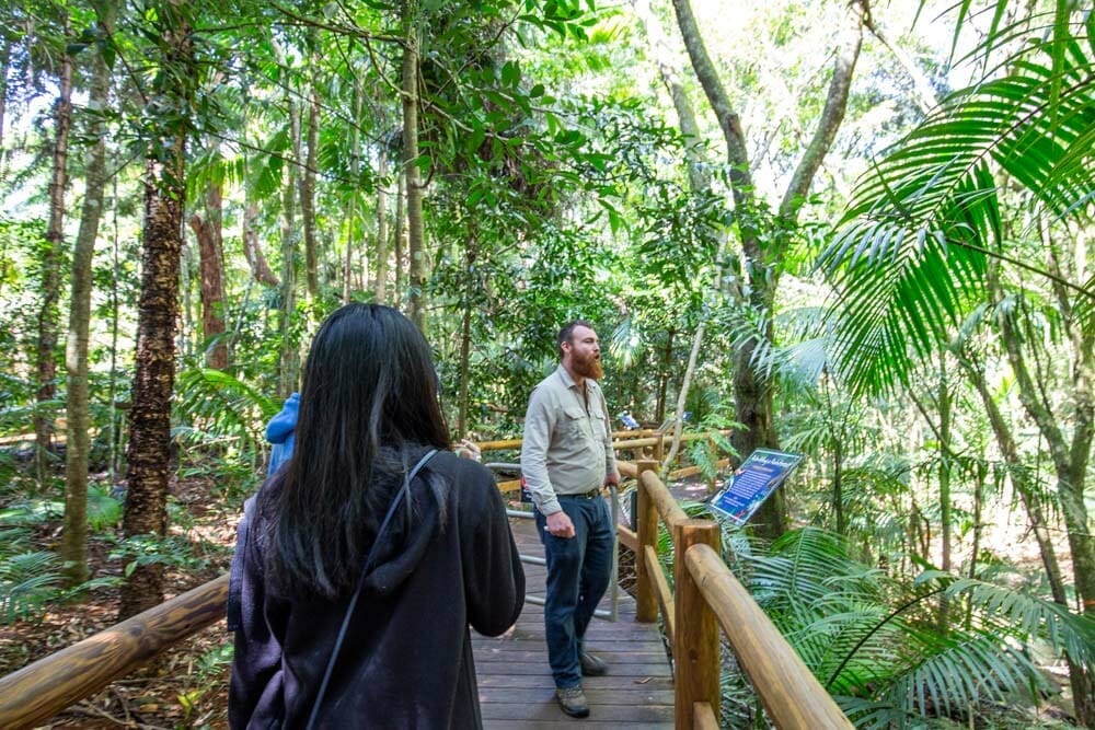 glow-worm-caves-tamborine-mountain