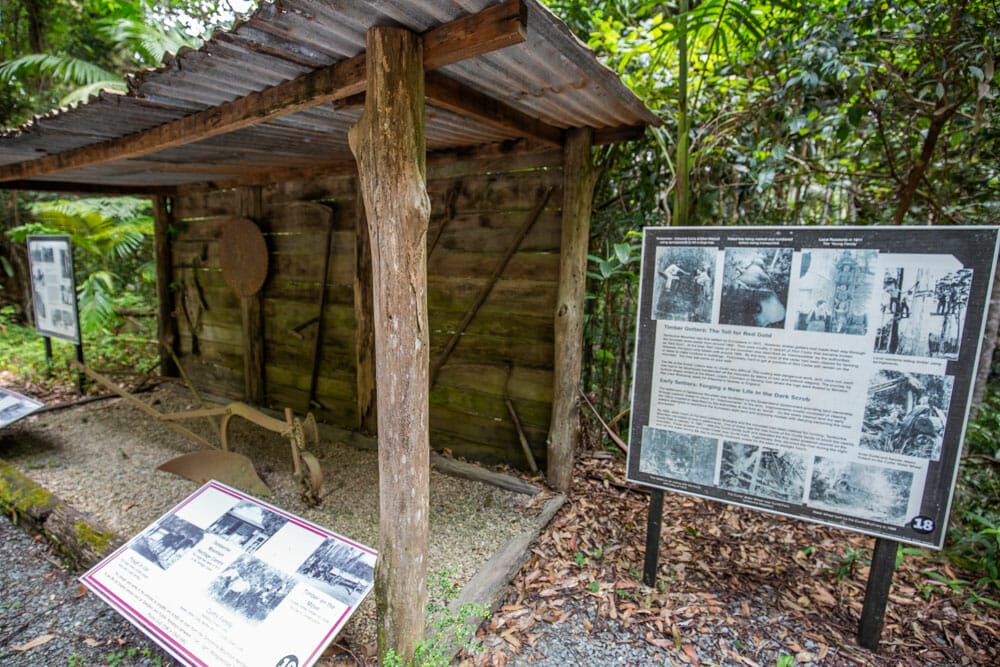tamborine-rainforest-skywalk - Londoner In Sydney