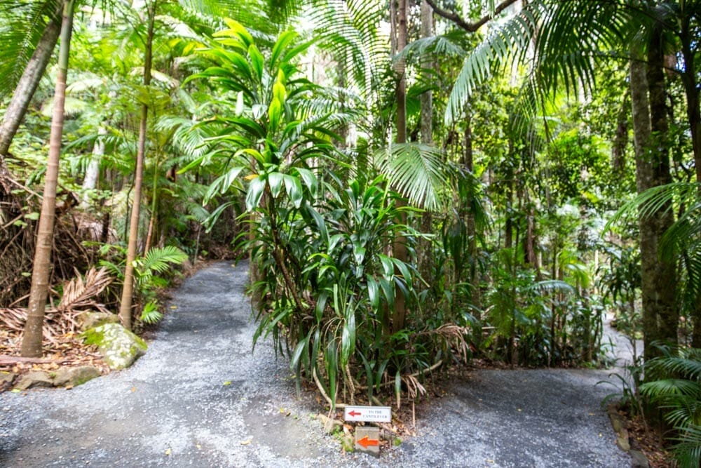 tamborine-rainforest-skywalk - Londoner In Sydney tamborine-rainforest-skywalk