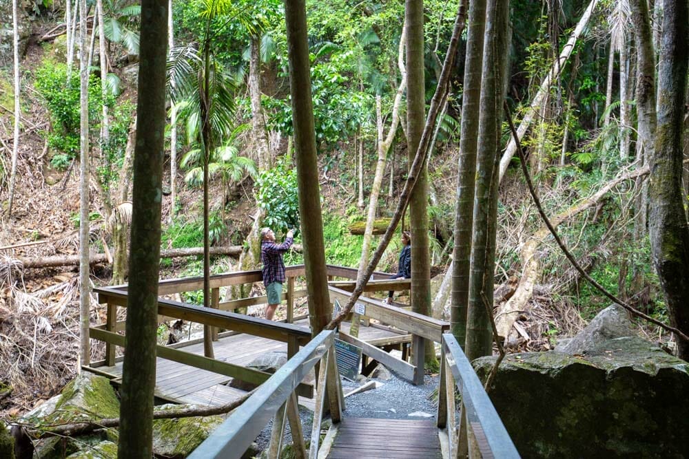 tamborine-rainforest-skywalk - Londoner In Sydney