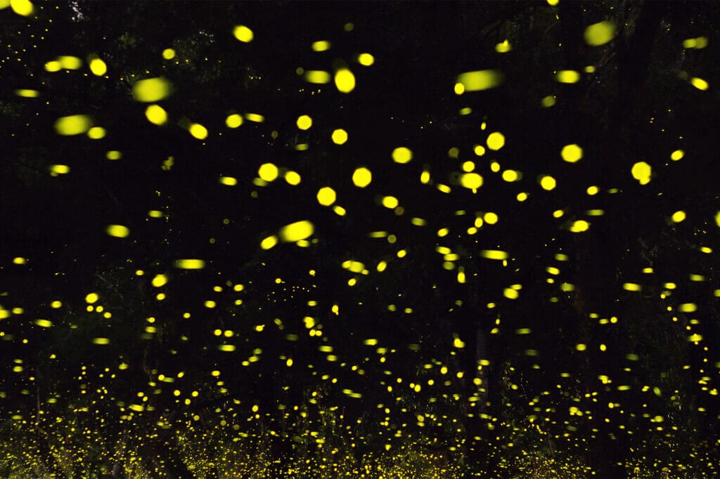 fireflies-queen-mary-falls - Londoner In Sydney