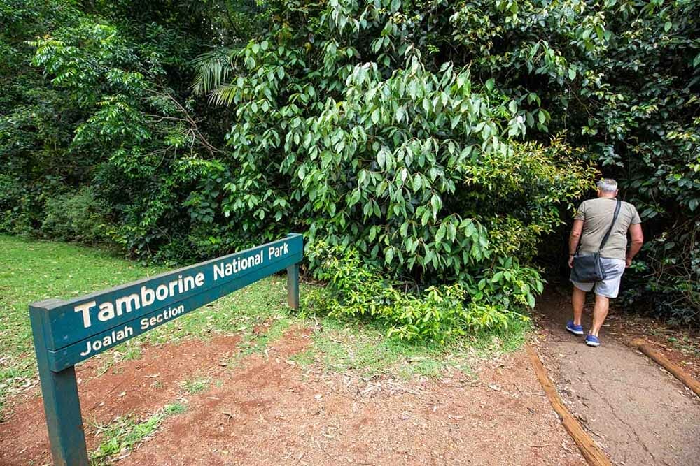 curtis-falls-tamborine-mountain - Londoner In Sydney
