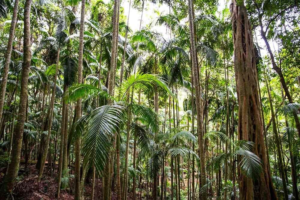 curtis-falls-tamborine-mountain - Londoner In Sydney